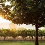 Woodinville Wine Country