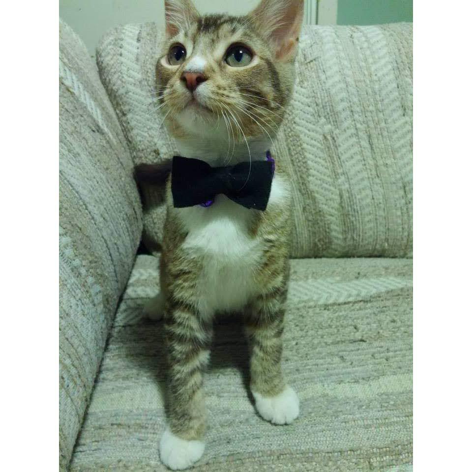 Artemis' first bowtie (2014)