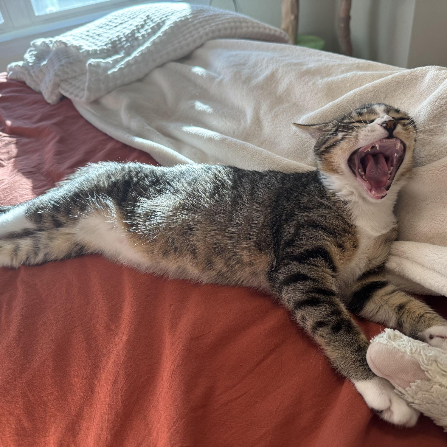 Our fur baby Murphy