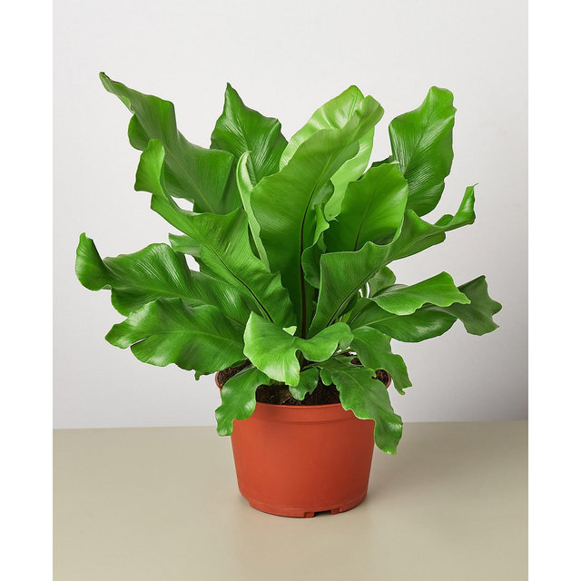 Bird's Nest 'Nidus' Fern Live Plant, 6" Pot