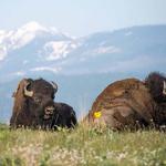 Bison Range