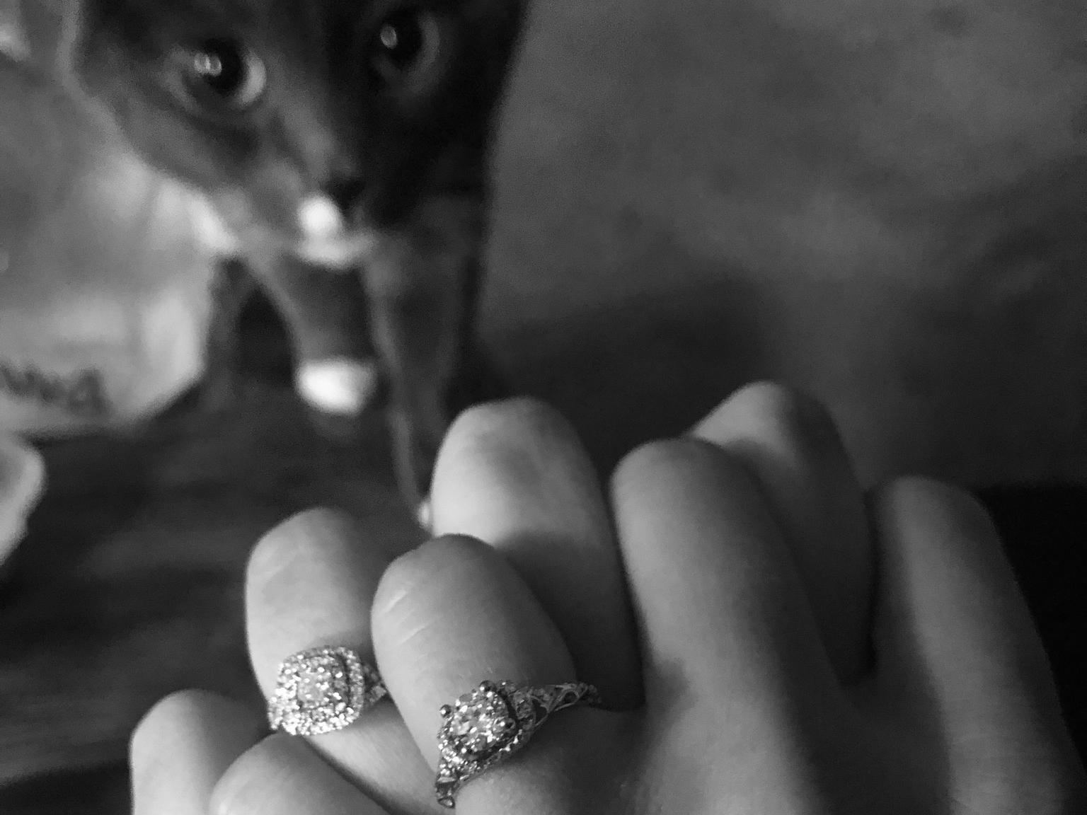 The Wedding Website of Hailey Shur and Meghan Walsh