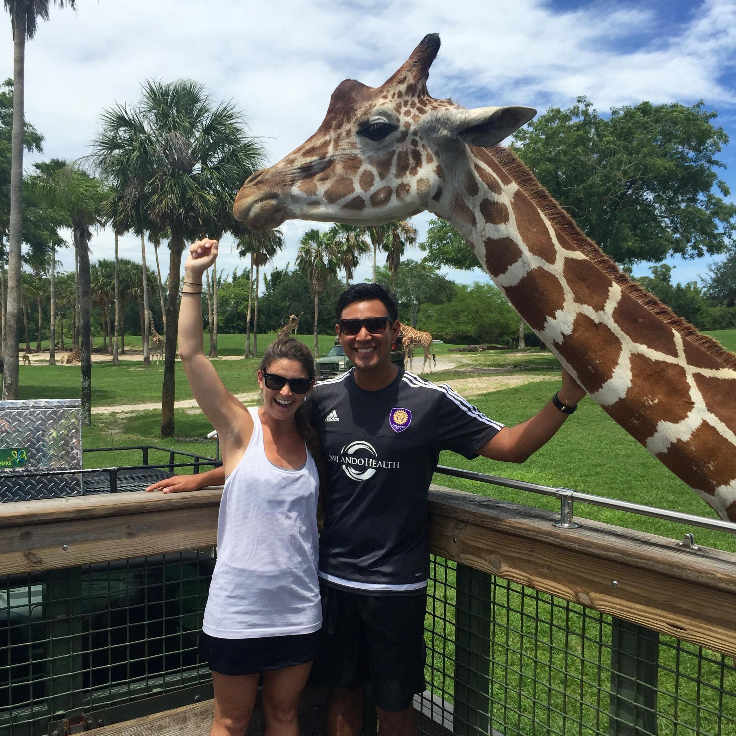 Giraffe feeding at Busch Gardens Tampa
