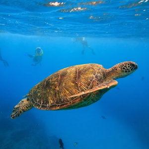 Turtle Canyon Snorkeling in Waikiki Beach