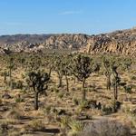 Joshua Tree National Park