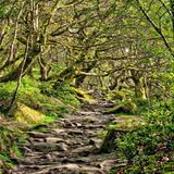 Longshaw Estate and Padley Gorge
