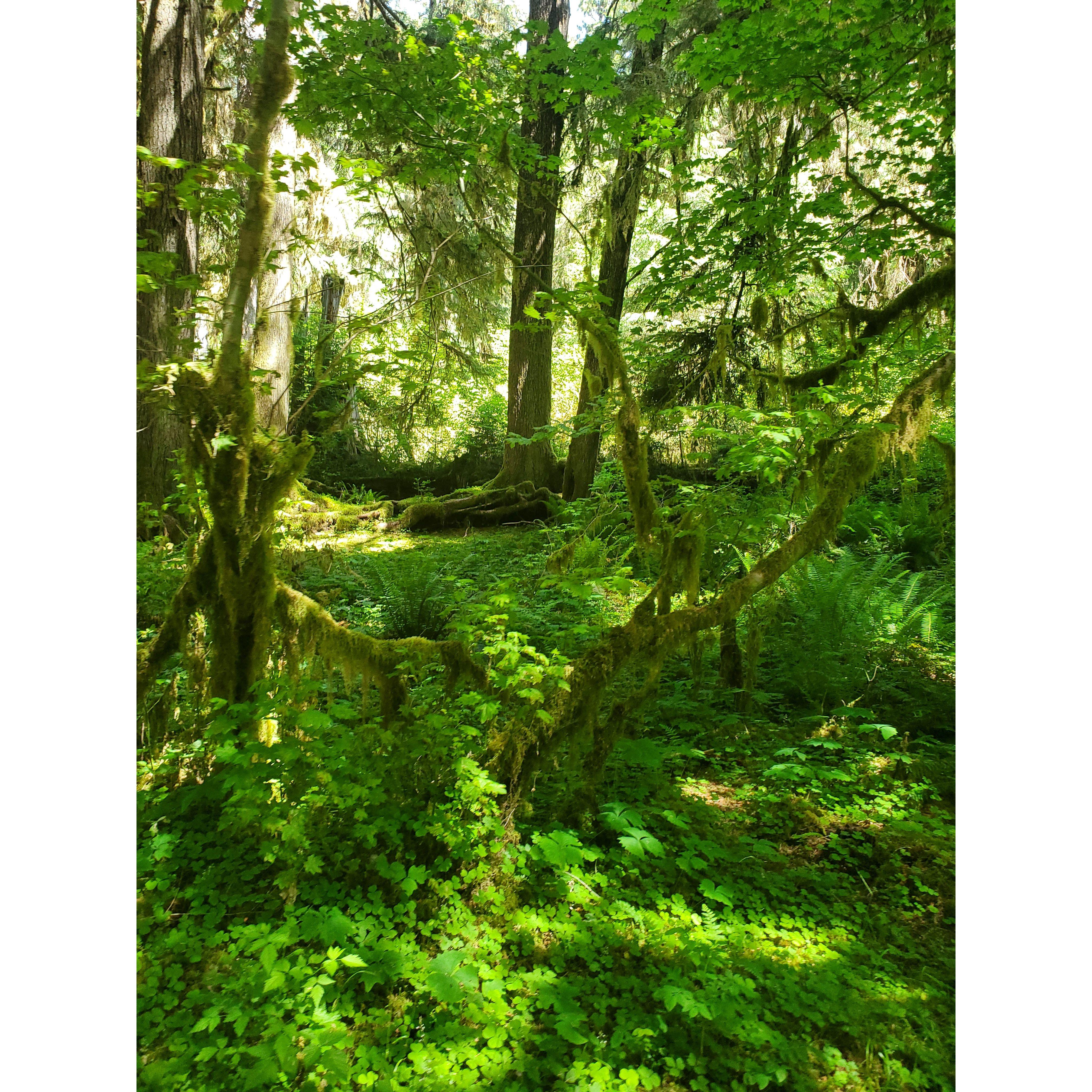 Hoh Rainforest - Olympic NP