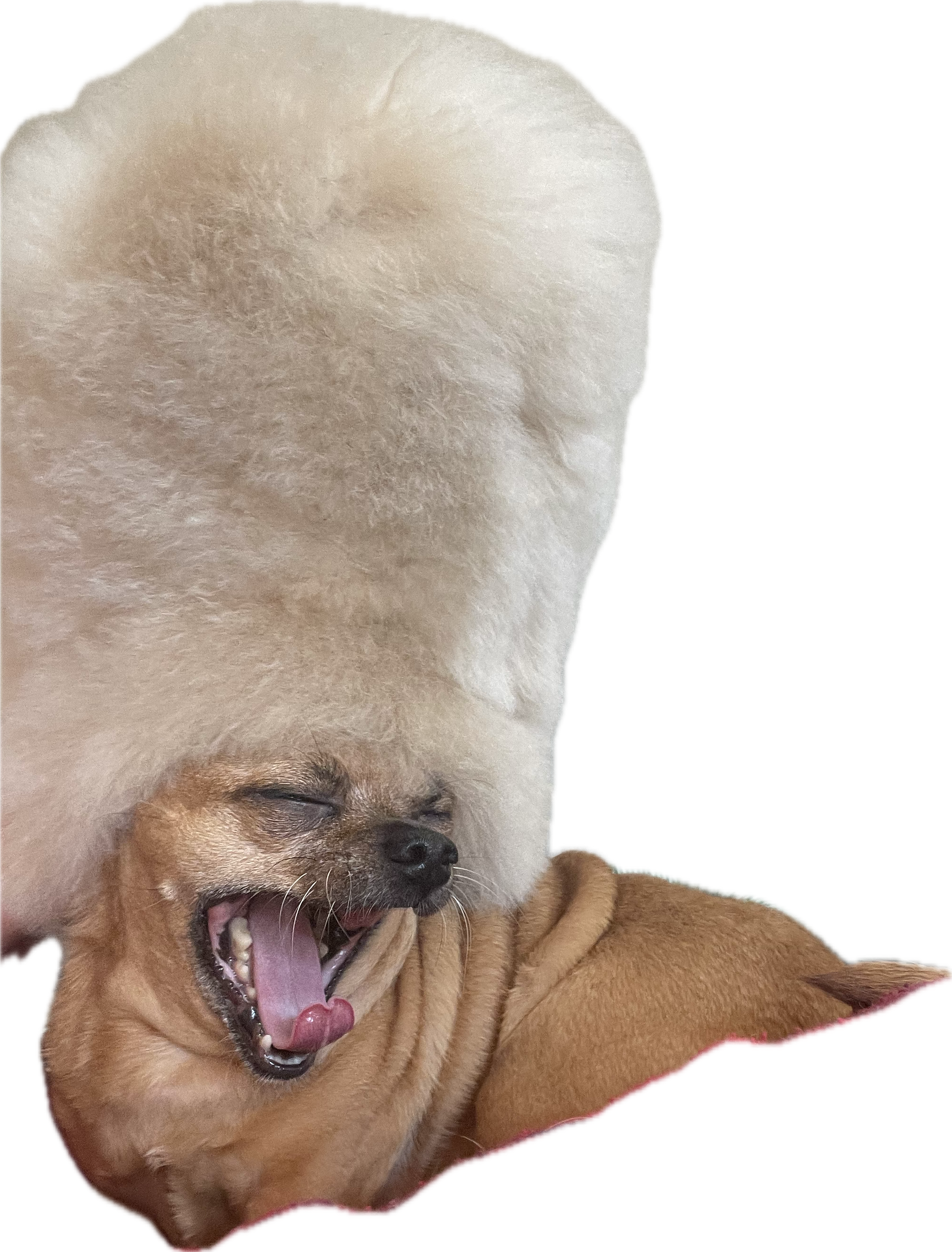 The Wedding Website of Lily Forbes Shafroth and Alberto Hamonet