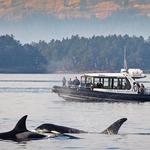 Whale Watching