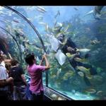 Aquarium of the Americas