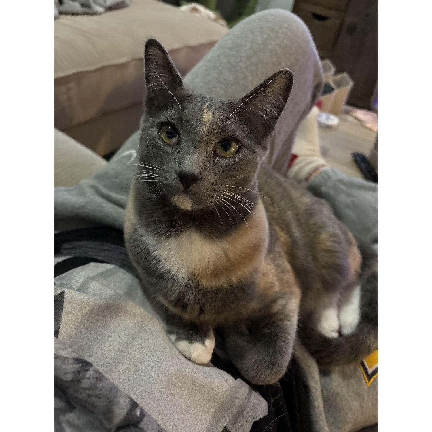 Our youngest cat, Cam! She was rescued from a car engine so her rescuers named her Camshaft, but we call her Cam for short.