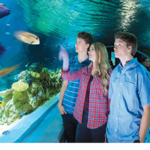 OdySea Aquarium