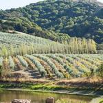 McEvoy Ranch