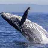 Cape Ann Whale Watch