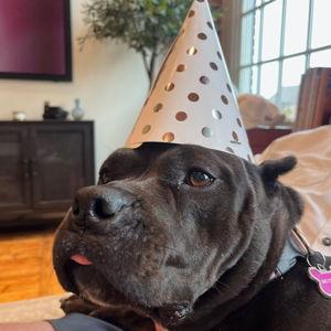 Donate to "Wags & Walks" Dog Rescue