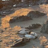 Elephant Seal Vista Point