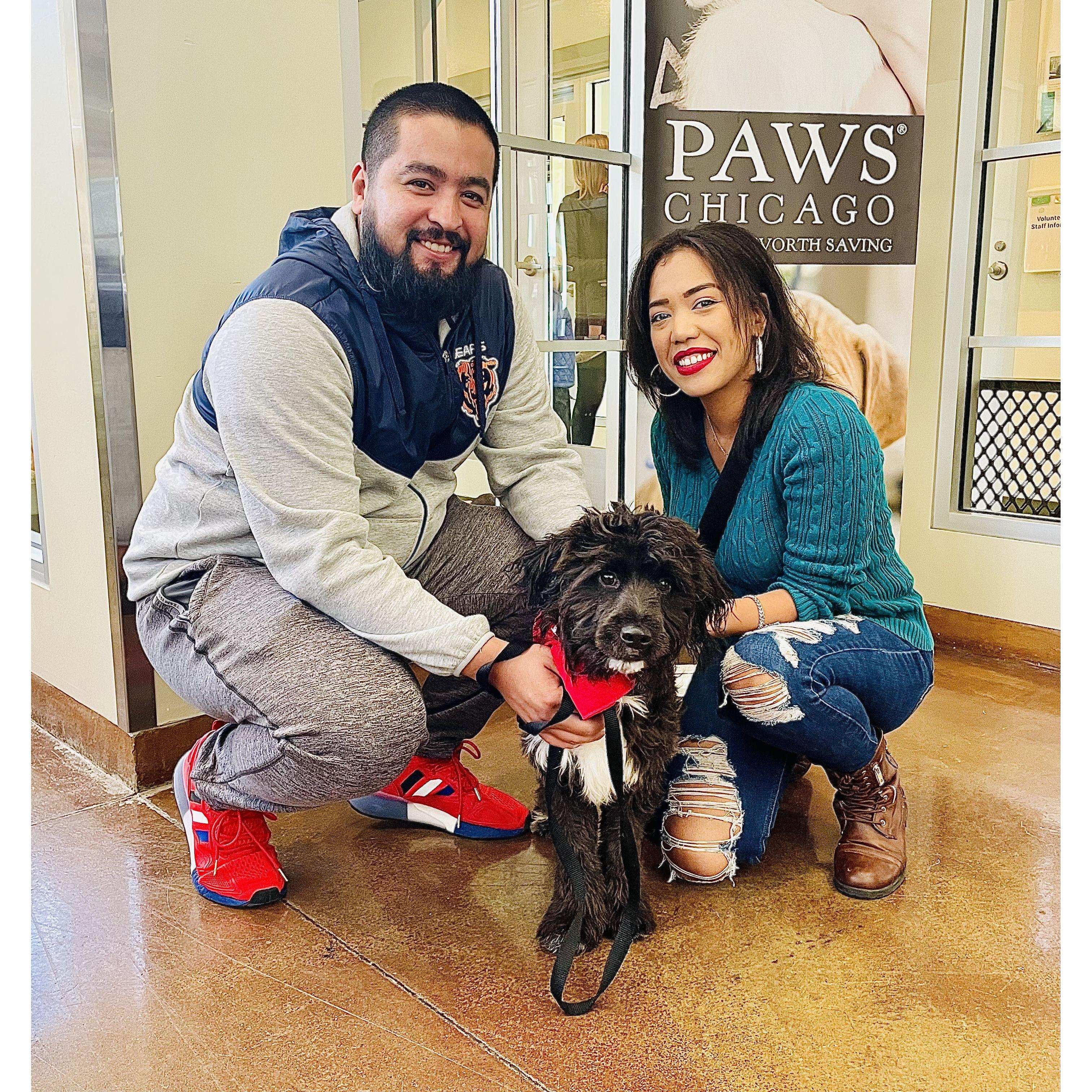 09.25.2022 : In just 15 minutes, the couple fell in love with Kingston Bear Juarez I at the PAWS shelter. His gentle eyes and sweet nature stole their hearts, and they knew he was meant to be theirs.