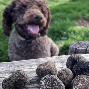 Truffle Hunting