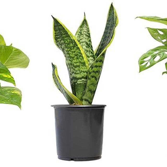 Essential Houseplant Collection (3PK) Live Plants Indoor Plants Live Houseplants in Plant Pots, Easy House Plants Indoors Live, Snake Plant, Pothos in Potting Soil, Clean Air Plants by Altman Plants