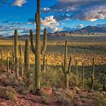 Saguaro National Park