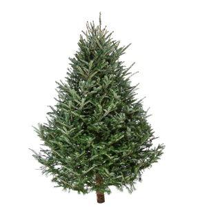 Pine Tree