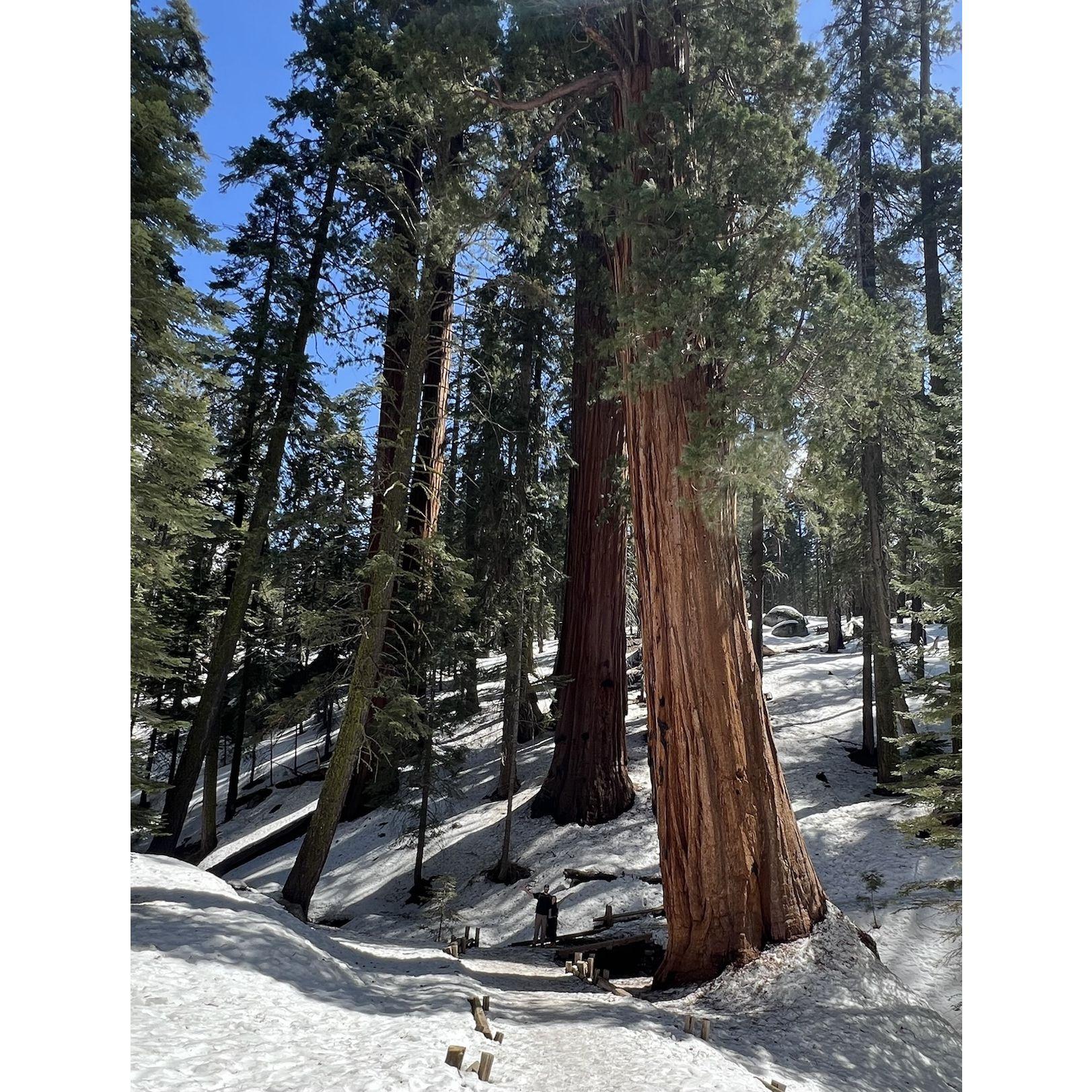 Sequioa National Park