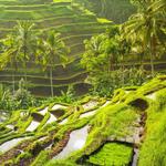 Day Trip to Ubud