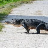 Lake Apopka Wildlife Drive