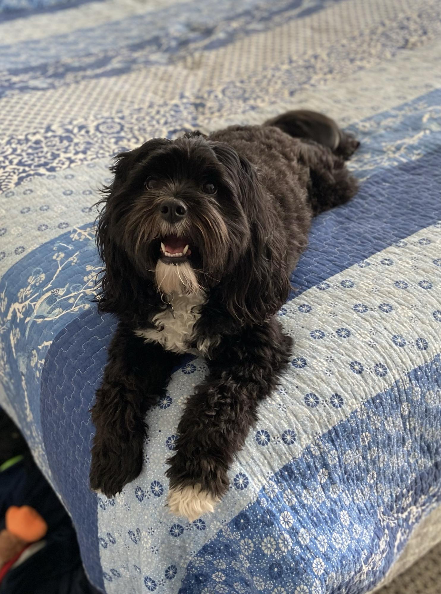 Winnie lying down for the treat in my hand