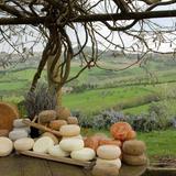 Pecorino cheese tasting tour