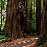 Henry Cowell Redwoods State Park