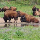 Wildlife Safari Park