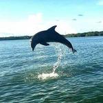 Florida Keys Swim with Dolphin Tours