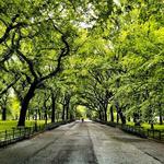Central Park