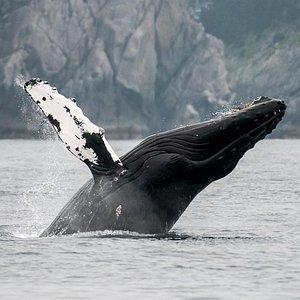 Whale watching and Seafood Fest Alaska