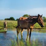 Shackleford Banks