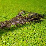 Naples Zoo at Caribbean Gardens