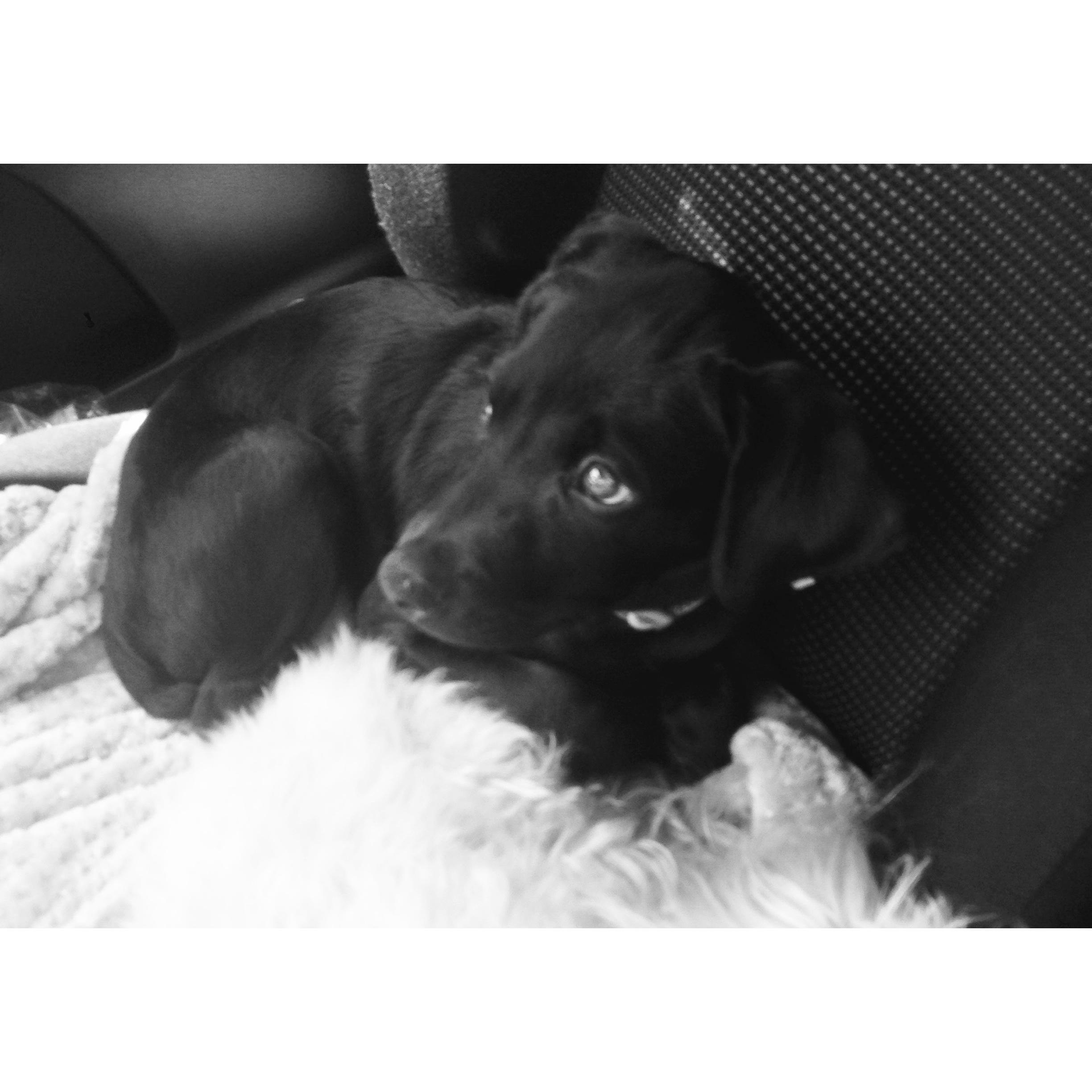 Puppy Anani!