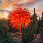 Entrance to Desert Botanical Garden