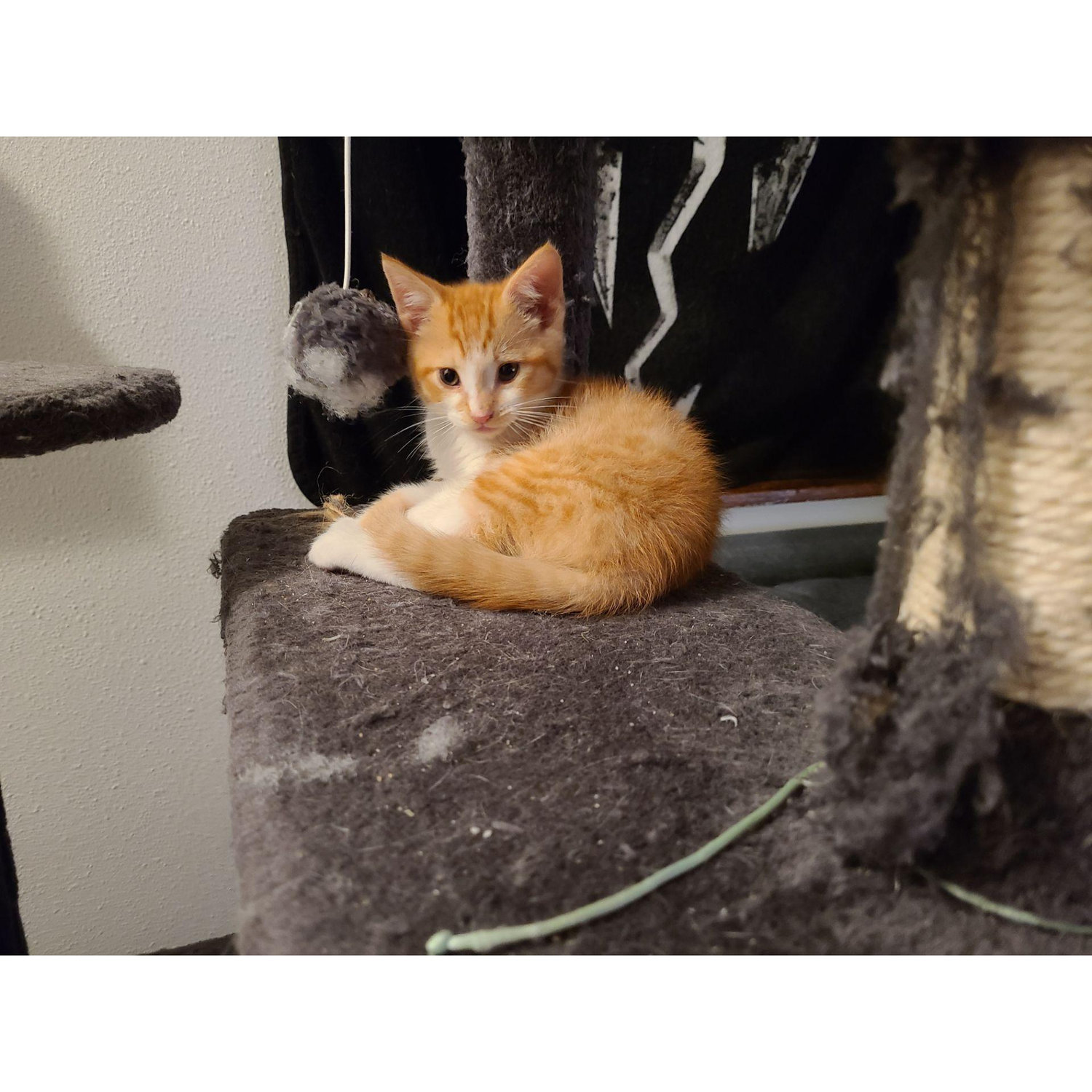 The day we got our cat, Tofu!