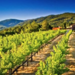 Carmel Valley Wine Tasting