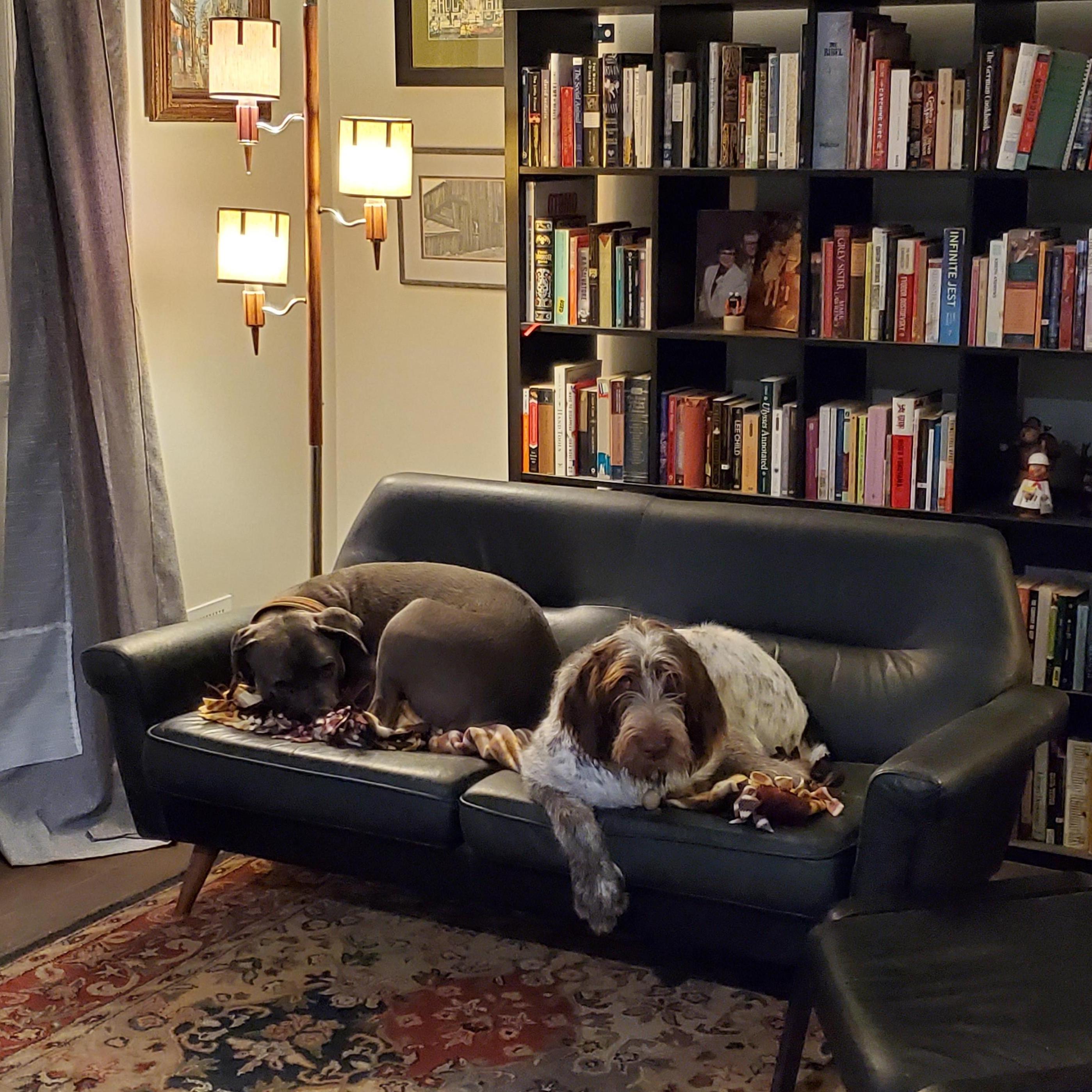 Enzo and Cain at home