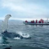 Whale Safari