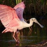 South Padre Island Birding And Nature Center and Alligator Sanctuary