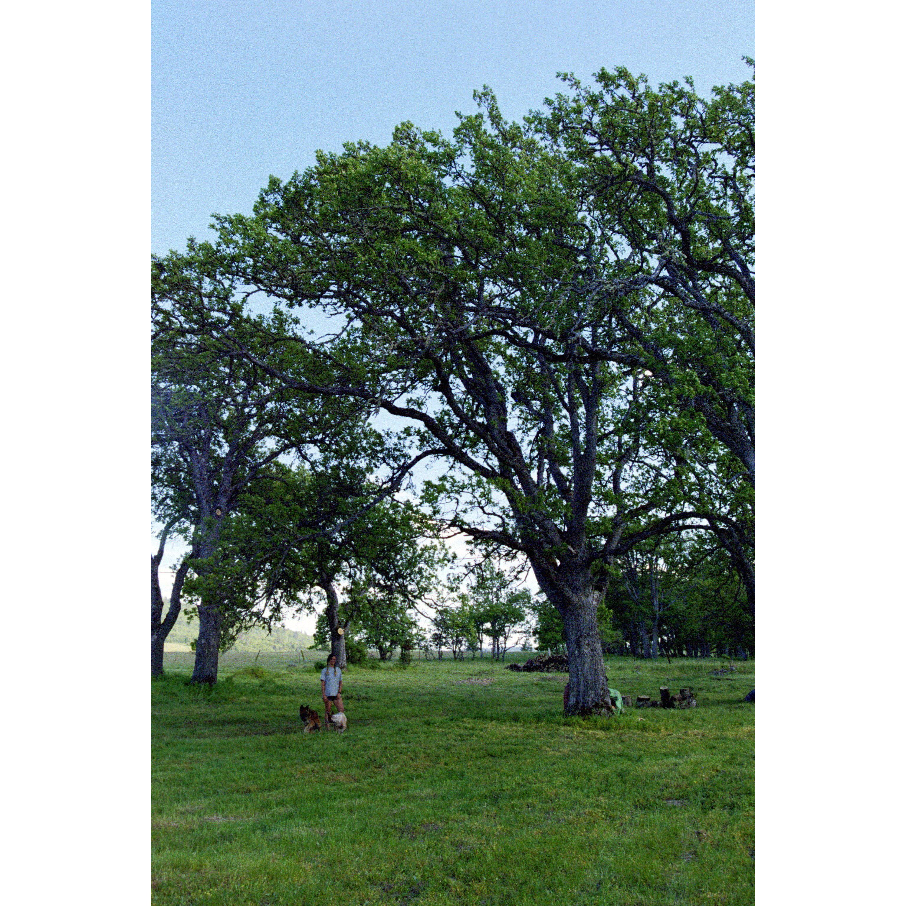 Devinne with the dogs at the Mosier property. Cleaning up the Oak trees and mowing the field.