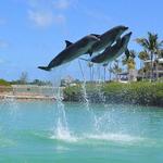 Dolphin Connection