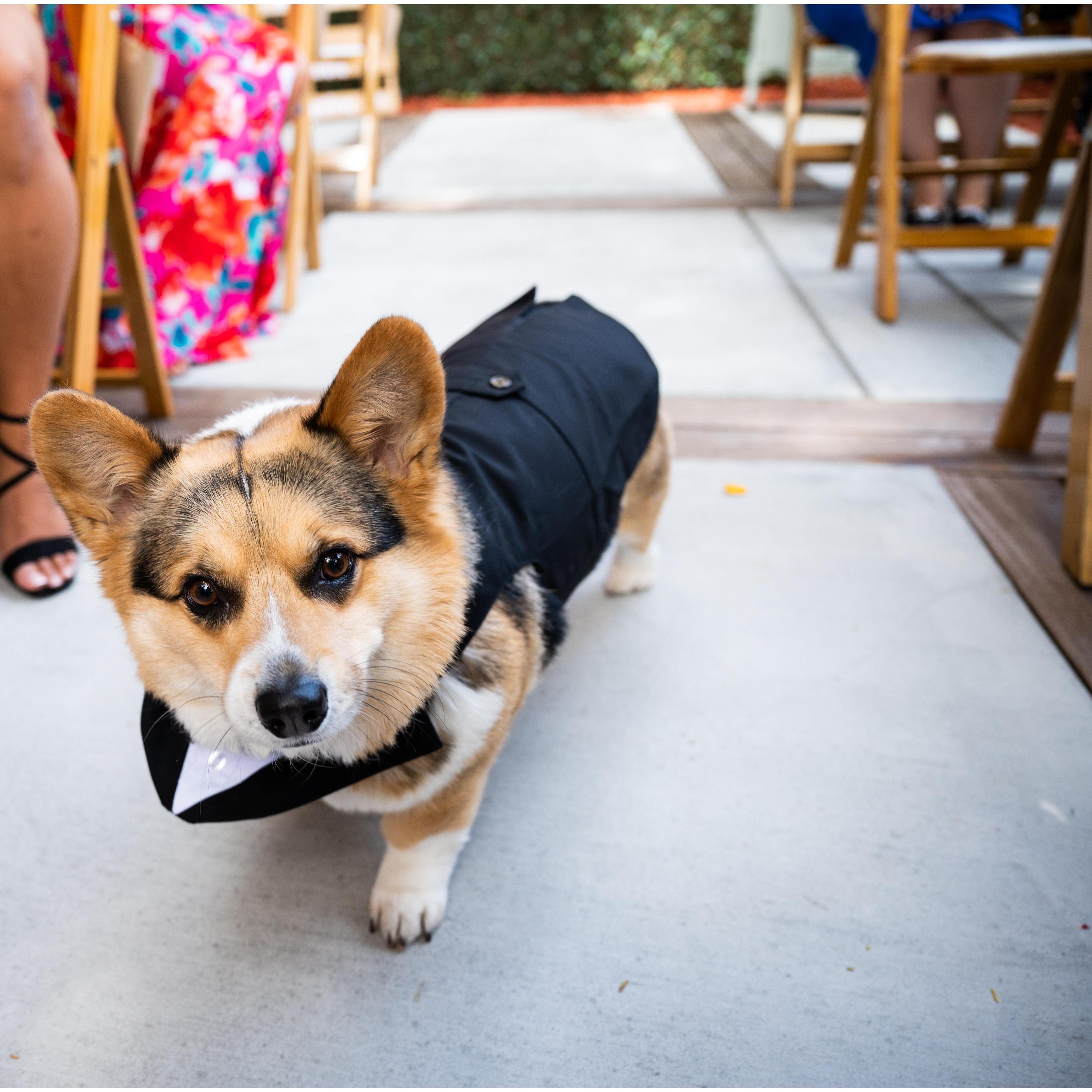 Our ring bearer strutting down the aisle.