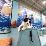 Purrfect Day Cat Cafe