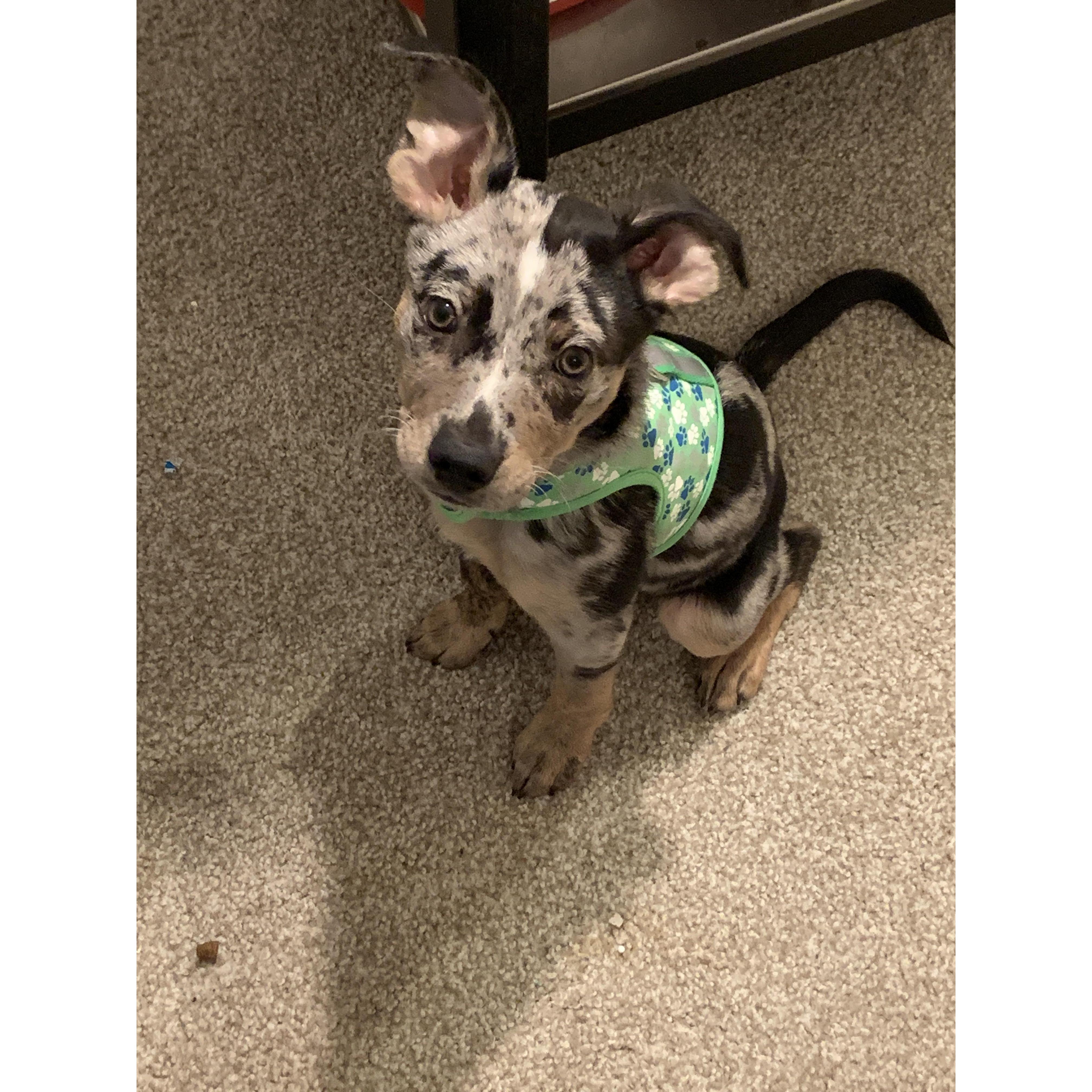 Our puppy Olina