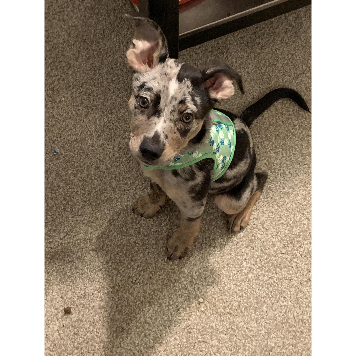 Our puppy Olina